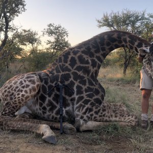 Giraffe Bow Hunting Limpopo South Africa