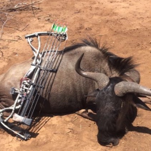 Blue Wildebeest Bow Hunting Limpopo South Africa
