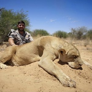 Lioness Bow Hunting Limpopo South Africa