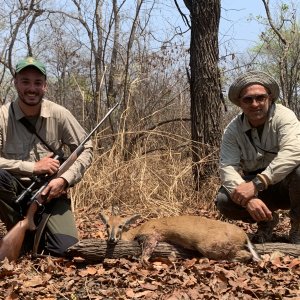 Common Duiker