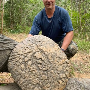 Elephant Foot Zimbabwe