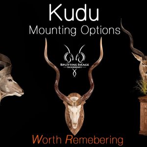 Kudu Mount Options With Splitting Image Taxidermy