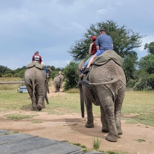 Elephant Rides South Africa