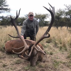 Argentine Red Stag