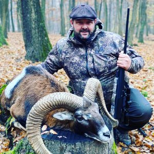 Mouflon Ram Hunting