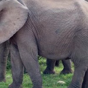 Elephant Viewing With KAROO WILD Safaris