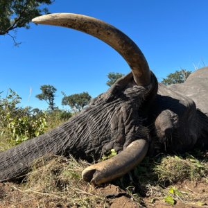 Hunting Elephant Botswana
