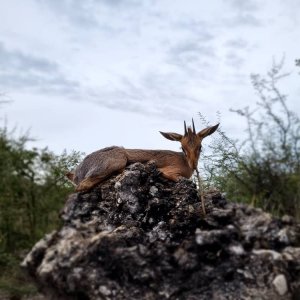 Damara Dik-Dik