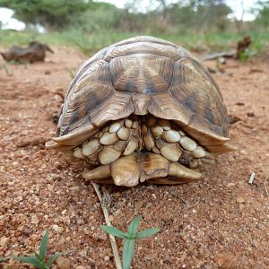 Serrated Star Tortoise Namibia