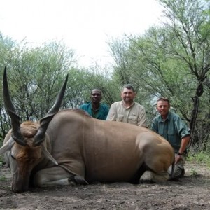 Hunting Cape Eland in Limpopo South Africa 36 1/2 inches