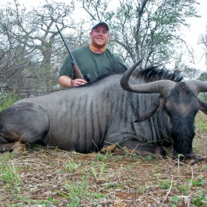 Blue Wildebeest Hunt at Savuli Ranch, The Save, Zimbabwe