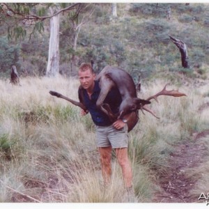 Carrying out a Fallow buck, Midlands, Tasmania.