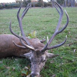 Hunting Gold Medal red stag