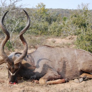 Hunting Kudu