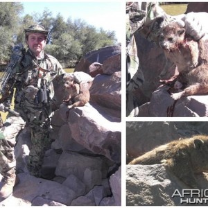 Bowhunting Rock Dassie