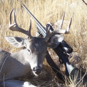 Hunting Coues Deer Arizona