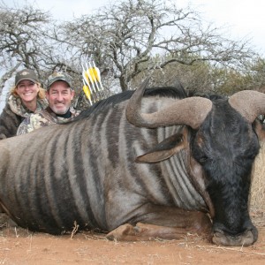 Big Blue Wildebeest with bow South Africa