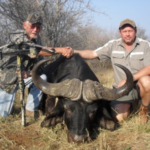 Buffalo hunted with crossbow
