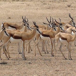 Springbok Etosha Namibia