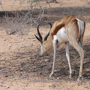 Springbok Namibia