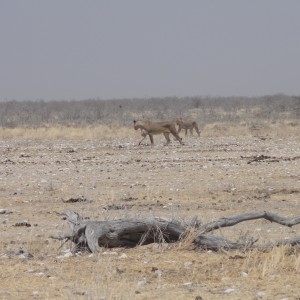 Lion Etosha Namibia