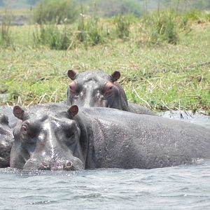 Hippo Caprivi Namibia