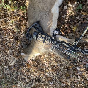 Bow Hunting Whitetail Deer