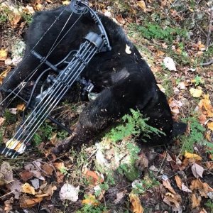 Bow Hunting Black Bear