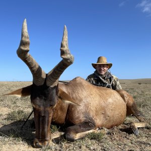 Red Hartebeest Bull Hunt Eastern Cape South Africa