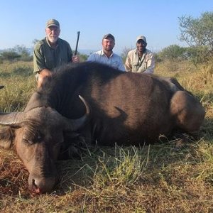 Buffalo Cow Hunt Limpopo Province South Africa