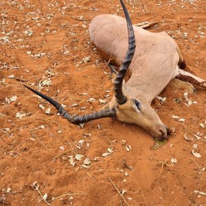 Impala Hunting Limpopo South Africa