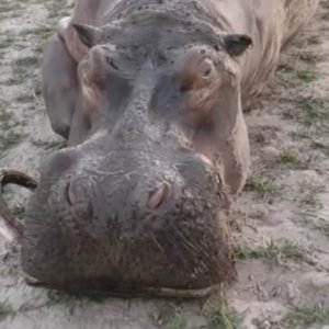 Hippo hunt