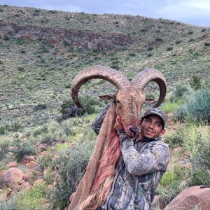 Aoudad Hunt Northern Cape South Africa