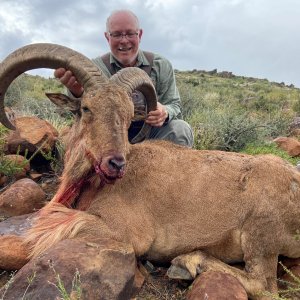 Aoudad Hunt Northern Cape South Africa