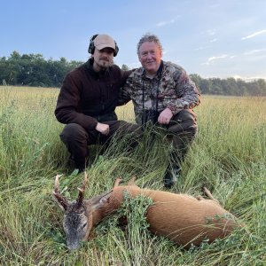 Roe Deer Hunting Romania