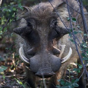 Warthog South Africa