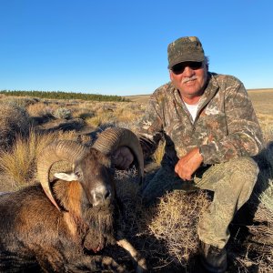 Mouflon Ram Hunt Argentina