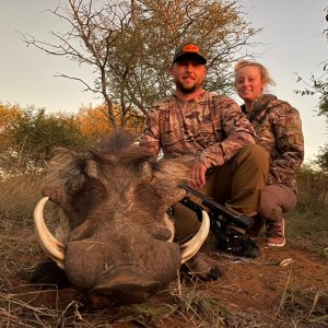 Warthog Bow Hunt South Africa