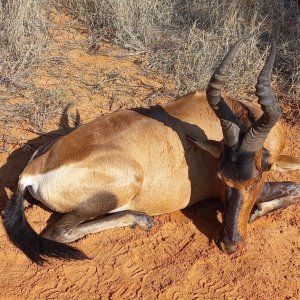 Red Hartebeest Hunt South Africa