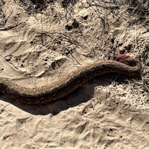 Puff Adder South Africa