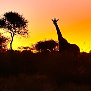 Giraffe In Sunset South Africa