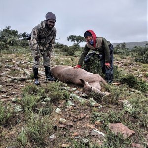 Kudu Cow Hunt South Africa