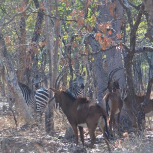 Sable & Zebra Takeri Reserve Zambia