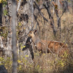 Bushbuck Takeri Reserve Zambia