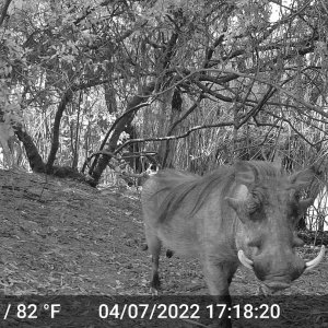 Warthog Takeri Reserve Zambia Trail Camera