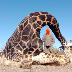 Giraffe Hunt Botswana
