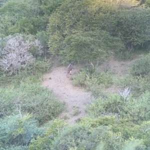 Kudu Eastern Cape South Africa