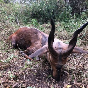 Bushbuck Hunting Tanzania