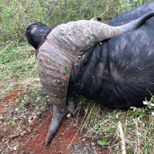 Buffalo Hunting Tanzania