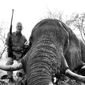 Elephant Bull Hunt Zimbabwe